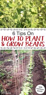 how to grow green beans 6 tips