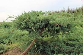 juniperus blue carpet conifere