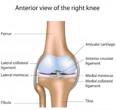 Many types of knee injuries can occur. What Are The Symptoms Of A Torn Knee Ligament With Pictures