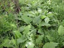 How do you identify a burdock plant?