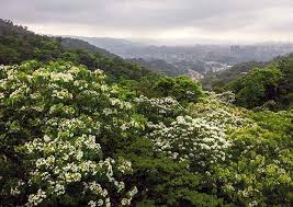 經典雜誌【台灣花樣】油桐花美麗帶來的生態影響–