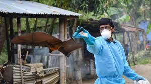 Infection with nipah virus (niv) can cause mild to severe disease, including swelling of the brain (encephalitis) and potentially death. Tracking The Nipah Virus Hub