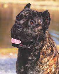 10 Things To Know Before Judging The Cane Corso Modern