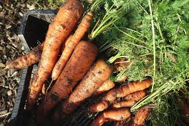 5 ways to carrots at home sara