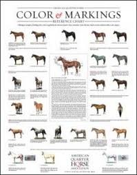 27 Best Horse Coat Color Genetics Images Horse Coat Colors