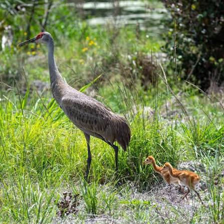 It's the cutest time of year – baby animal season! Check out these adorable baby sandhill cranes photographed by Department staff (Thanks, Heather!) at Loxahatchee Slough Natural Area. Did you know that