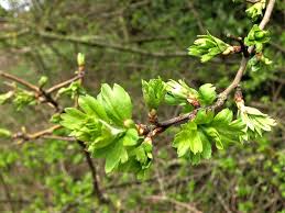 Hawthorn is a thorny, flowering tree or shrub of the rose family. Hawthorn May Maythorn Whitethorn Crataegus Monogyna Laevigata