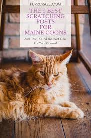 Navigate to the first search result item. The 5 Best Scratching Posts For Maine Coon Cats Purr Craze