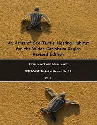 Wider Caribbean Sea Turtle Conservation Network (WIDECAST) gambar png