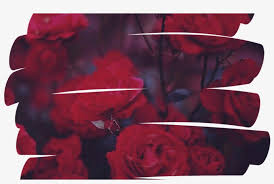 5 out of 5 stars. Rose Flower Overlay Aesthetic Tumblr Red Aesthetic Red Overlays Png Transparent Png 1368x855 Free Download On Nicepng