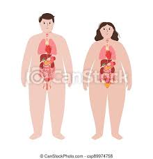 At the level of the pelvic bones, the abdomen ends and the pelvis begins. Organs In Obese Human Body Internal Organs In Body Of A Man And A Woman Obese Male And Female Silhouette Stomach Heart Canstock
