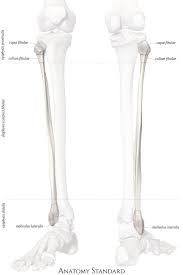 Fibula, or calf bone