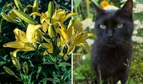 Flowers That Are Poisonous To Cats