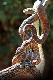 rough scaled python perth zoo