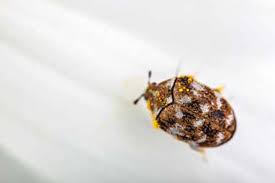 carpet beetles vs bed bugs arrow
