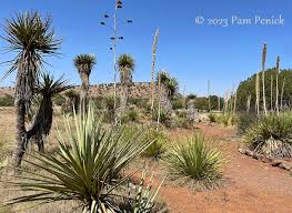 Chihuahuan Desert Botanical Garden