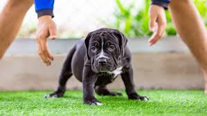 is artificial turf pet friendly