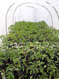 Тънкости при разсад домати в кофички. Razsad Domati Biohumus