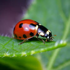 how to keep ladybugs in your garden a