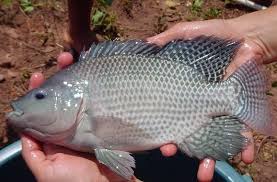 best fish for aquaponics choose from