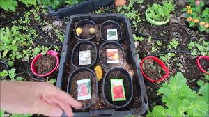 Check out these proven and super simple methods to get those seeds to 7 tricks to get old a$$ marijuana seeds to germinate in 2021. Getting Old Seeds To Germinate Search For A Good Cause