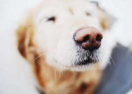 Nasal cancer is a malignant growth within the nasal cavity resulting from the division of abnormal cells. How Dogs Sensitive Noses Could Change Cancer Diagnosis