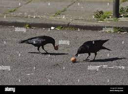 Corvid corone hi-res stock photography and images - Alamy