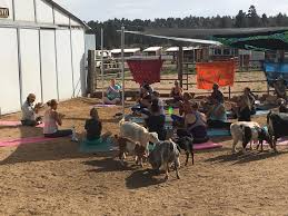 goat yoga bear valley farms event center
