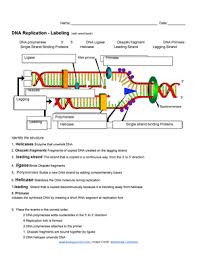 The segments of dna which hold the key to. Copy Of Dna Replication Labeling 1 Studocu