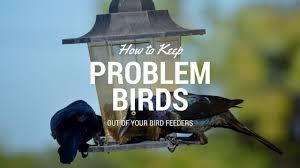 I got out in the garden this morning to once again turn over the soil after i put in the neighborhood of 45 large bags of grass clippings i got from the grass cutters at a i do keep a couple outdoor cats around, and put a radio in the corn patch tuned to the local talk station. How To Keep Problem Birds Out Of Your Bird Feeders Youtube