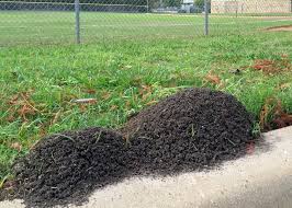 fire ants and leaf cutter ants
