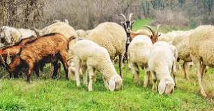 can-goats-and-sheep-live-in-the-same-pasture