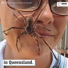 The giant huntsman spider, (heteropoda maxima), is a spider of the heteropoda genus. News Com Au Woman Casually Lets Giant Huntsman Crawl All Over Her Face Facebook