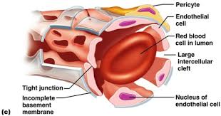 Capillaries Flashcards Quizlet