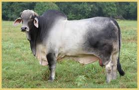 The breed has contributed to beef production through cross breeding with european cattle, e.g., hereford and angus. Brahman