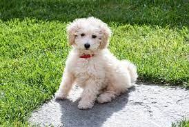 poodle puppies in chennai