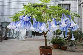 The plant will grow very quickly, often adding between 24 and 36 inches in height a year. Angel Trumpet How To Grow And Care For Brugmansia Trumpet Plant Angel Trumpet Plant Flower Seeds