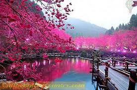 Musim bunga sakura di jepun dan korea faizal fredley. Apabila Sakura Berbunga Di Jepun Tempoh Ceri Bunga Foto Petua Untuk Pelancong 2021