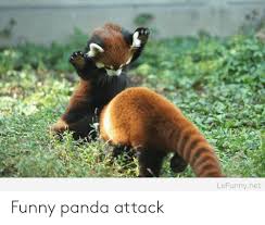 Panda accused of faking pregnancy. 25 Best Memes About Red Panda Attack Red Panda Attack Memes