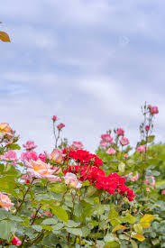 garden flower plant beautiful rose