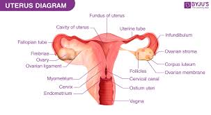 labelled diagram of uterus