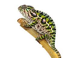 carpet chameleon furcifer lateralis