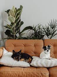 Common Household Plants Toxic To Dogs
