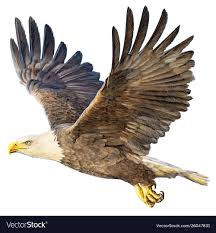 bald eagle flying on white royalty free