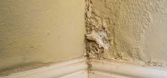 Are Damp Walls Bad For You Precision