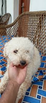 toy poodle at ooty nilgiris dogs