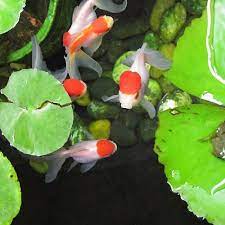 7 Fish To Keep With Goldfish In Ponds