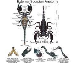 The Scorpion Files Frequently Asked Questions Faq