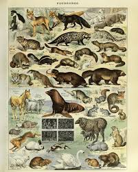 Vintage Animal Print Mammal Chart French Biology Poster Educational Illustration Wall Art Home Decor Vi1017