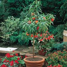 Container Gardening Fruit Potted Trees